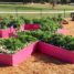 Pink Ribbon Garden Project