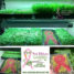Microgreen Addition to the Pink Ribbon Garden Program
