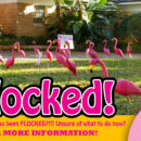 You’ve Been Flocked!