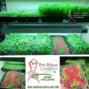 Microgreen Addition to the Pink Ribbon Garden Program